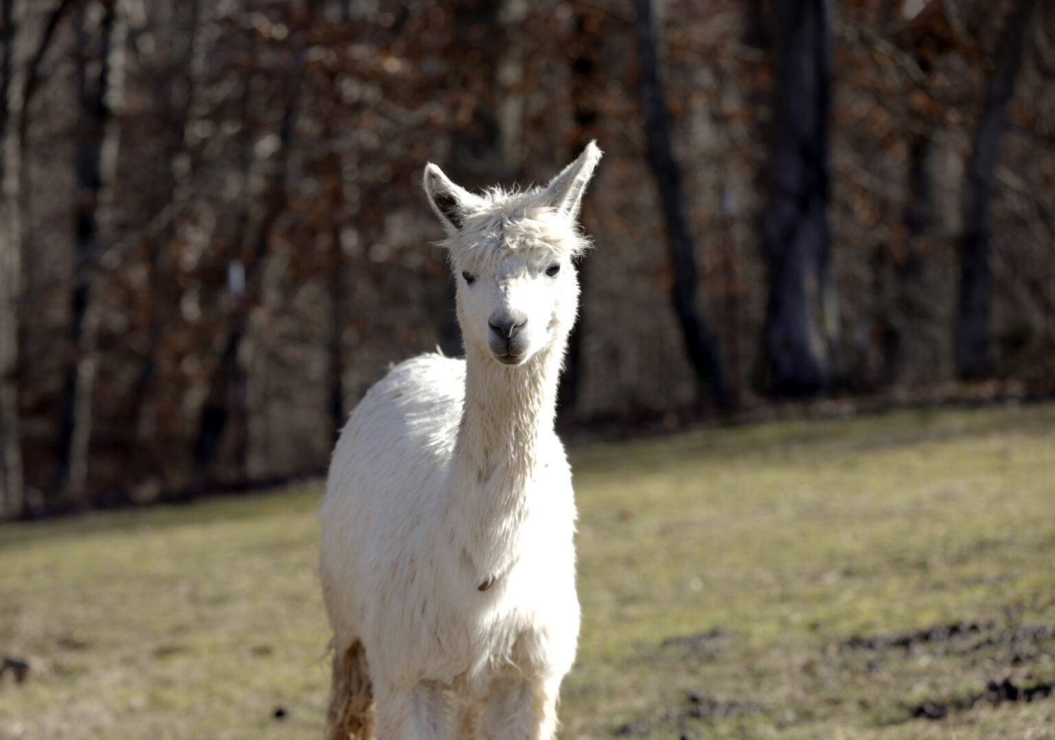 Warm Fleece Meets Cool Science