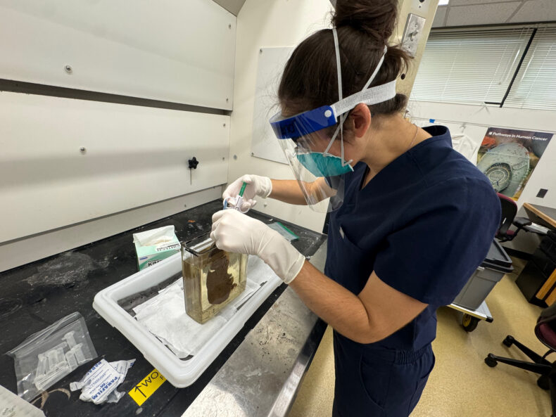 Katherine Van Schaik, MD, PhD, MA, prepares samples of historical tissues for analysis looking for evidence of infection and inflammation that can weaken bones.