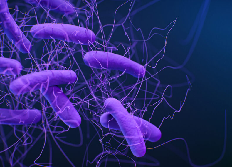 C. difficile bacteria (image courtesy of CDC/Jennifer Oosthuizen)