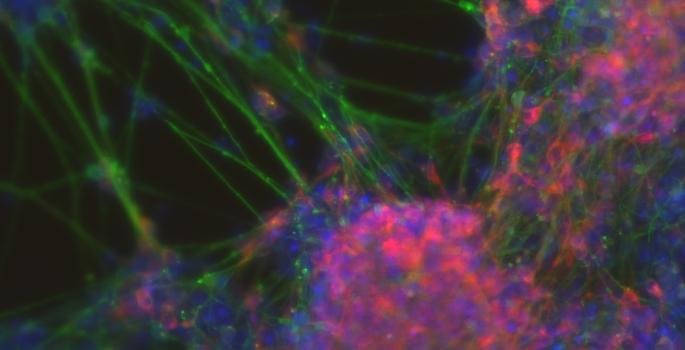 neurons