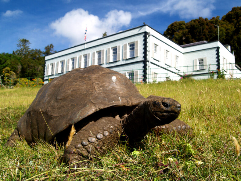 Jonathan in front of the Plantation House on St. Helena, a remote volcanic tropical island in the South Atlantic about 1,200 miles west of Angola. (photo by Joe Hollins, Retired Senior Veterinary Officer, St. Helena Agriculture and Natural Resources Division)
