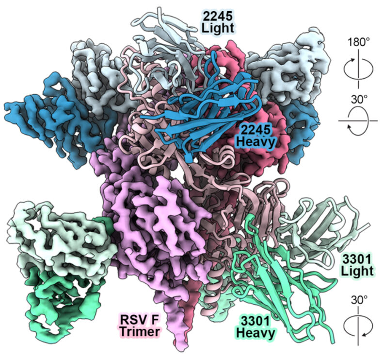 Cryogenic electron microscopy (cryo-EM) resolution of the structure of a respiratory syncytial virus fusion protein (shades of pink) bound to fragments of two antibodies (dark/light and blue/green) designed by the researchers’ protein language model, MAGE.