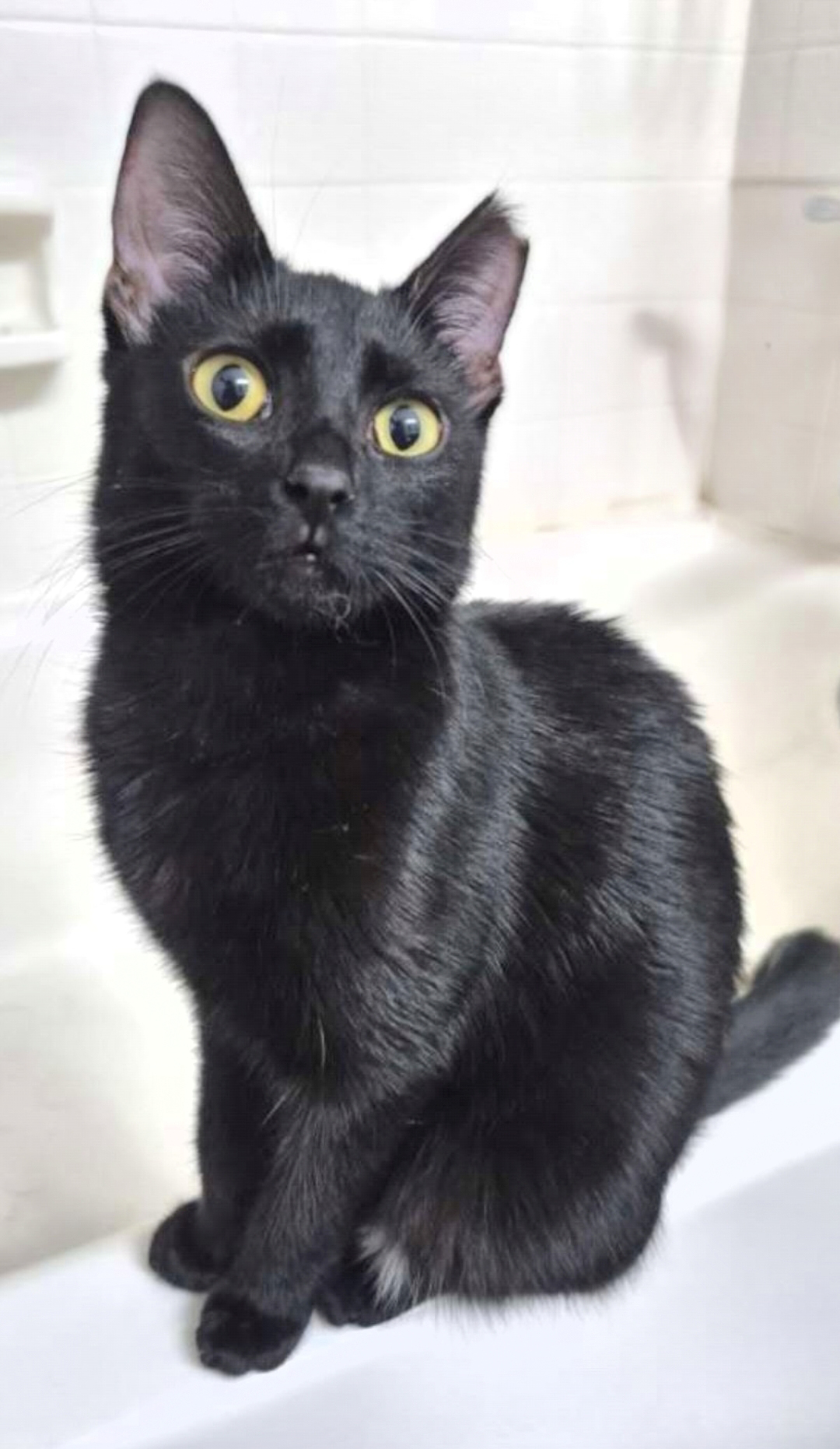 Vanderbilt Health Pets of the Day: Raven and Gus