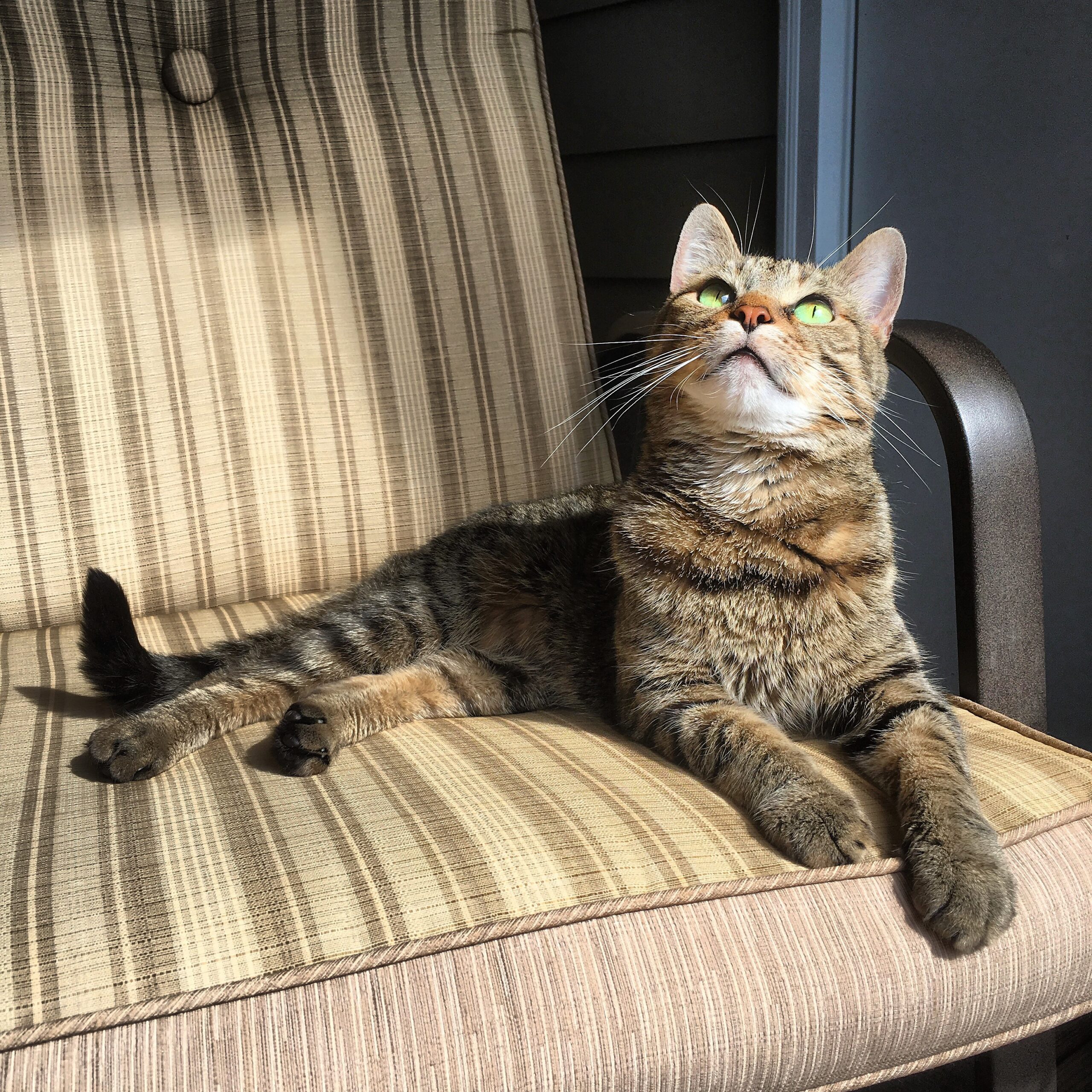 Devib Rue Cat VUMC Pets of the Day: Rue and Spencer - Vanderbilt Health News