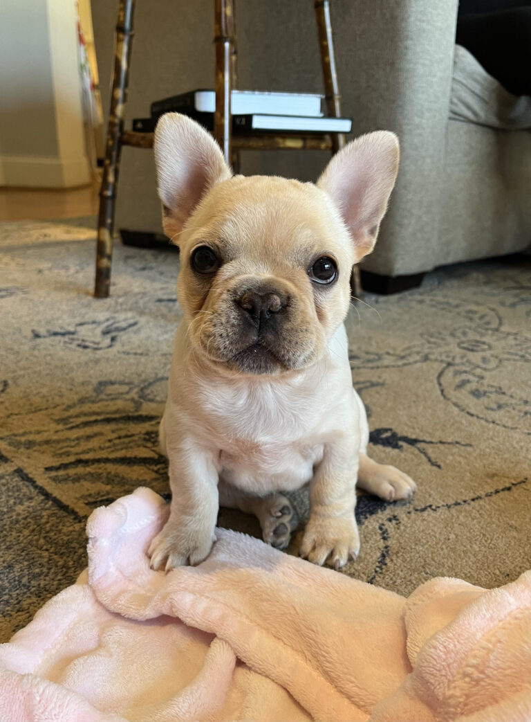 Vanderbilt Health Pets of the Day: Axl Rose and Dolly - Vanderbilt ...
