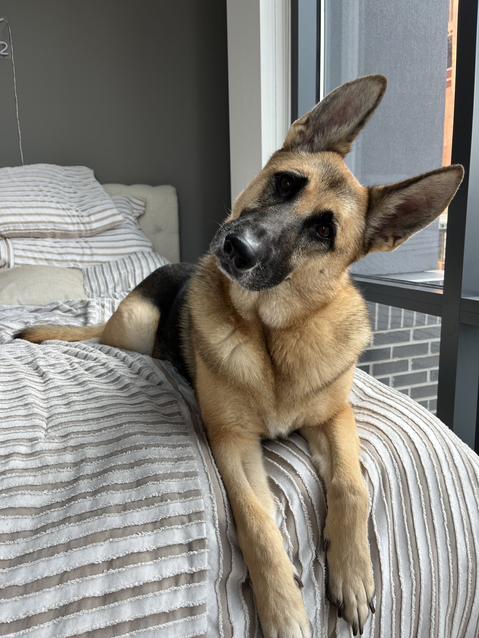 Vanderbilt Health Pets of the Day: Axl Rose and Dolly - Vanderbilt ...