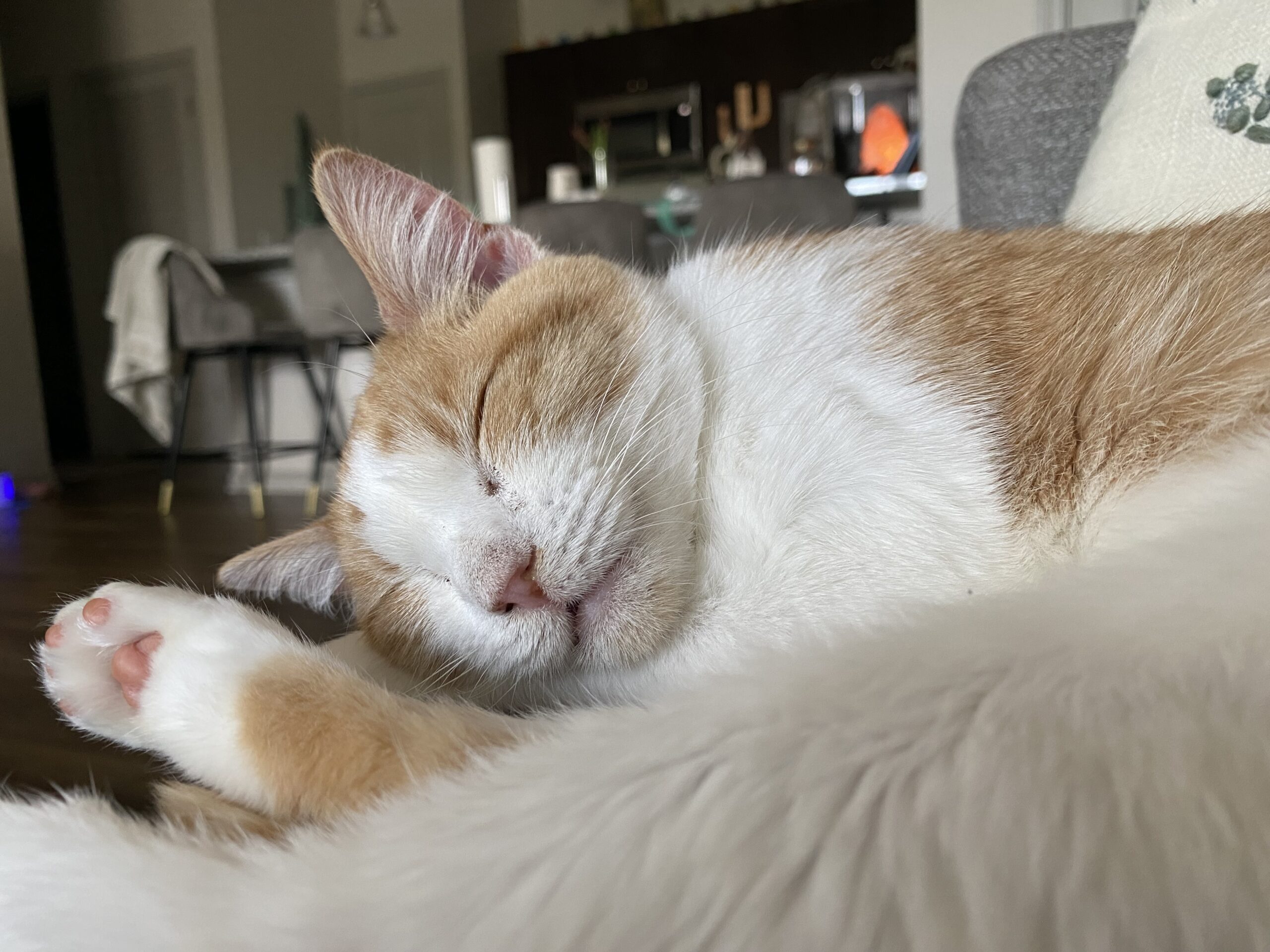 VUMC Pets of the Day: Sophie and Olive - Vanderbilt Health News