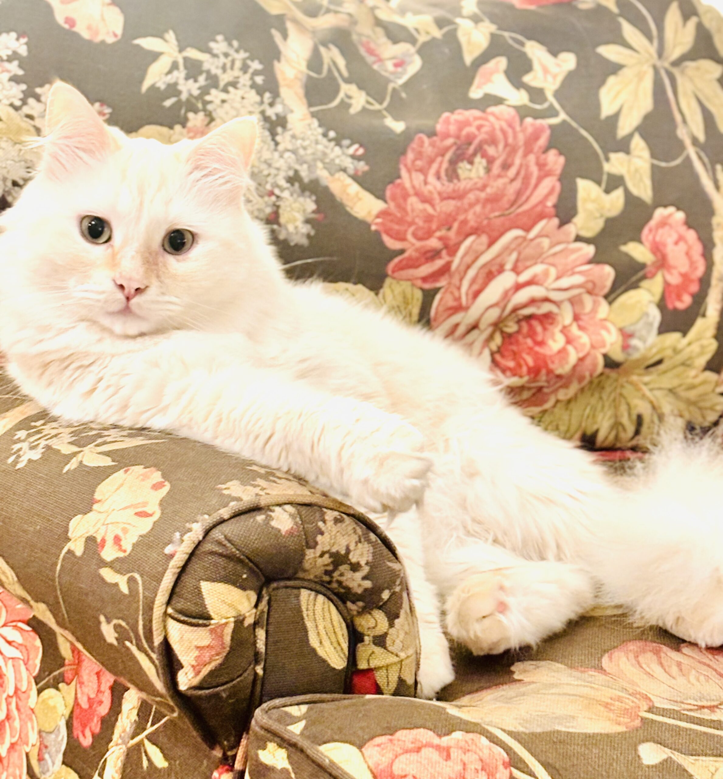 VUMC Pets of the Day: Finn and Jax - Vanderbilt Health News