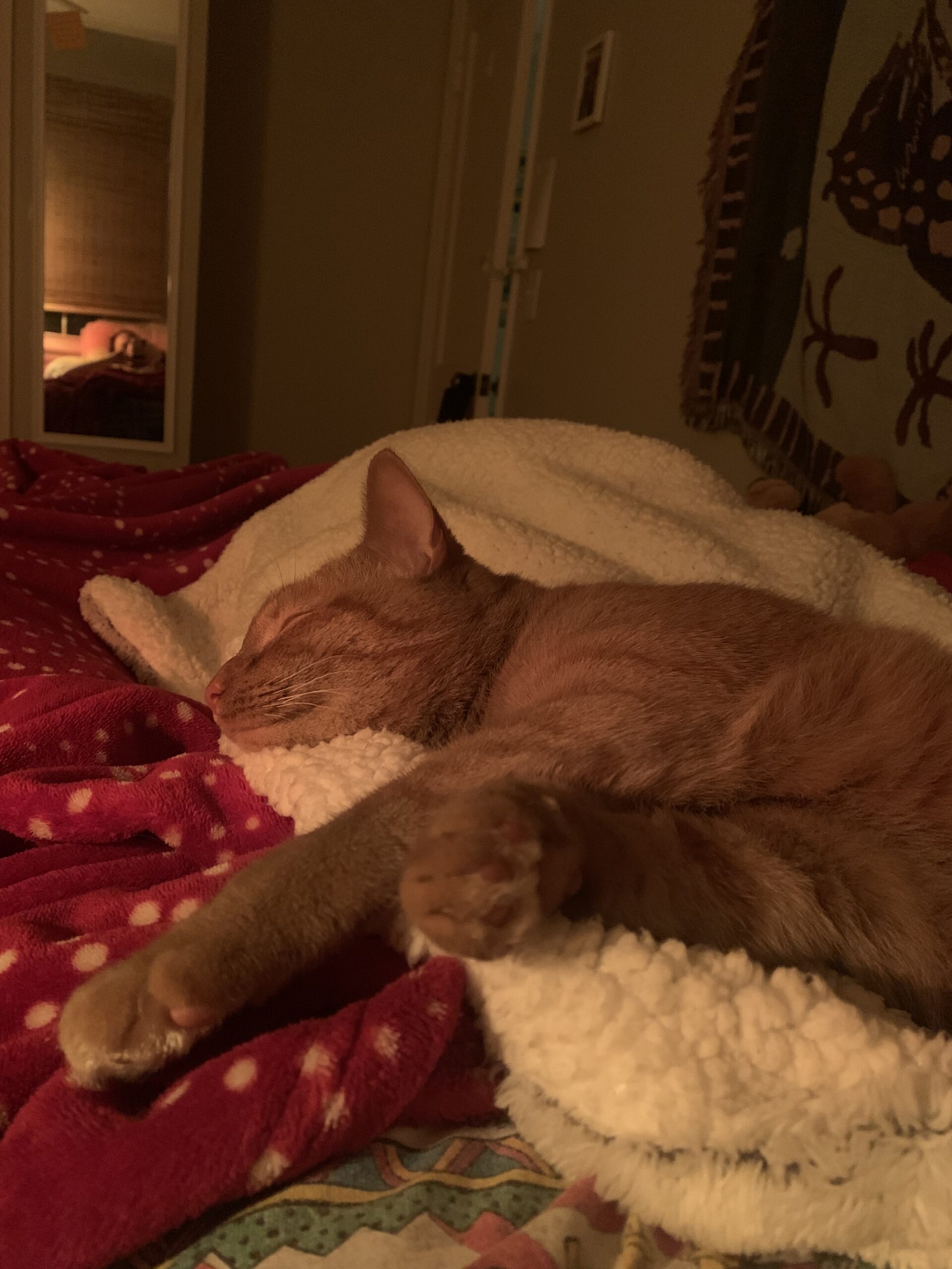 VUMC Pet Spotlight: Meet Georgie and Pearl!