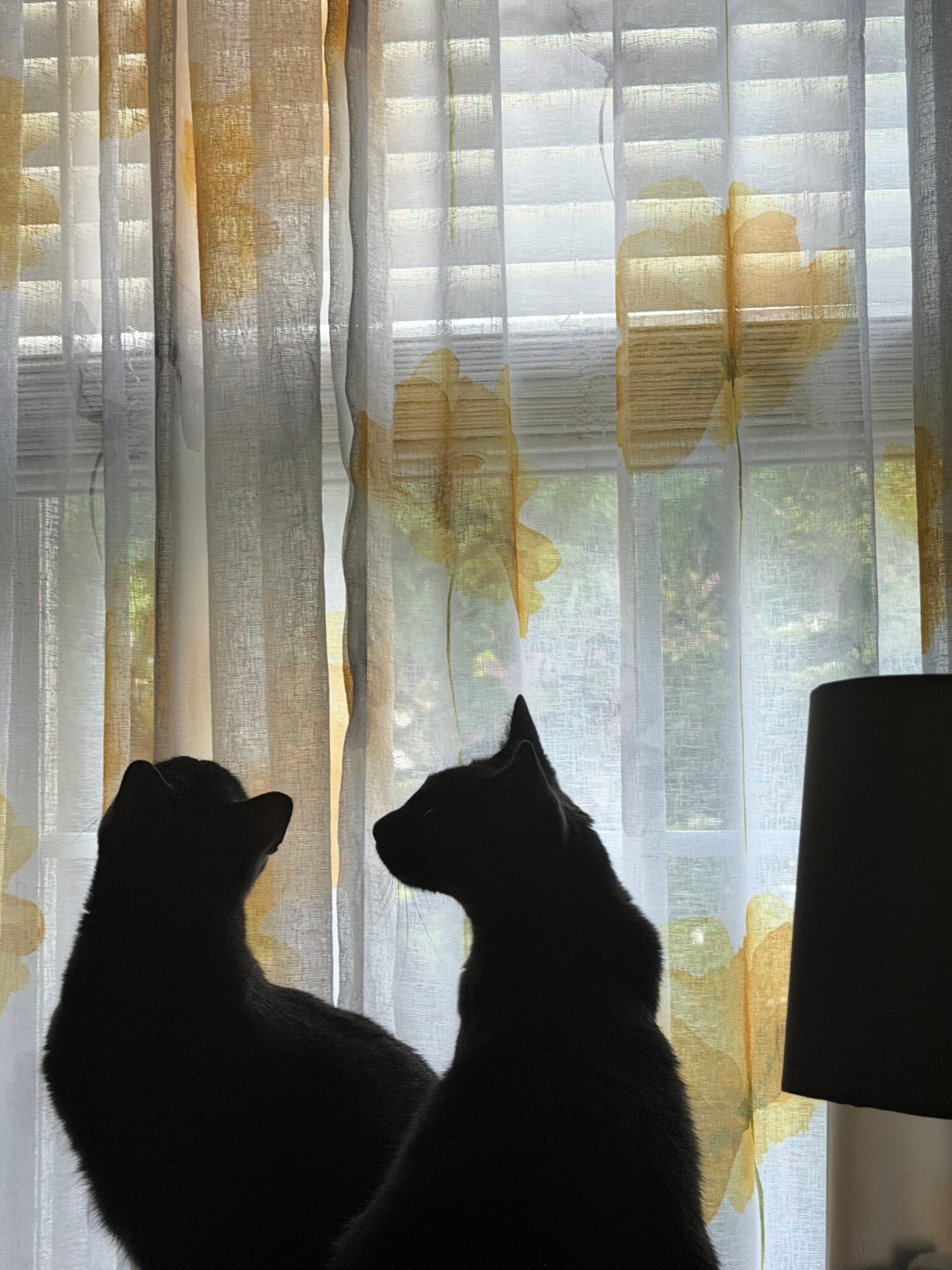 Vanderbilt Health Pets of the Day: Bronx, Bebe and Cece - Vanderbilt ...