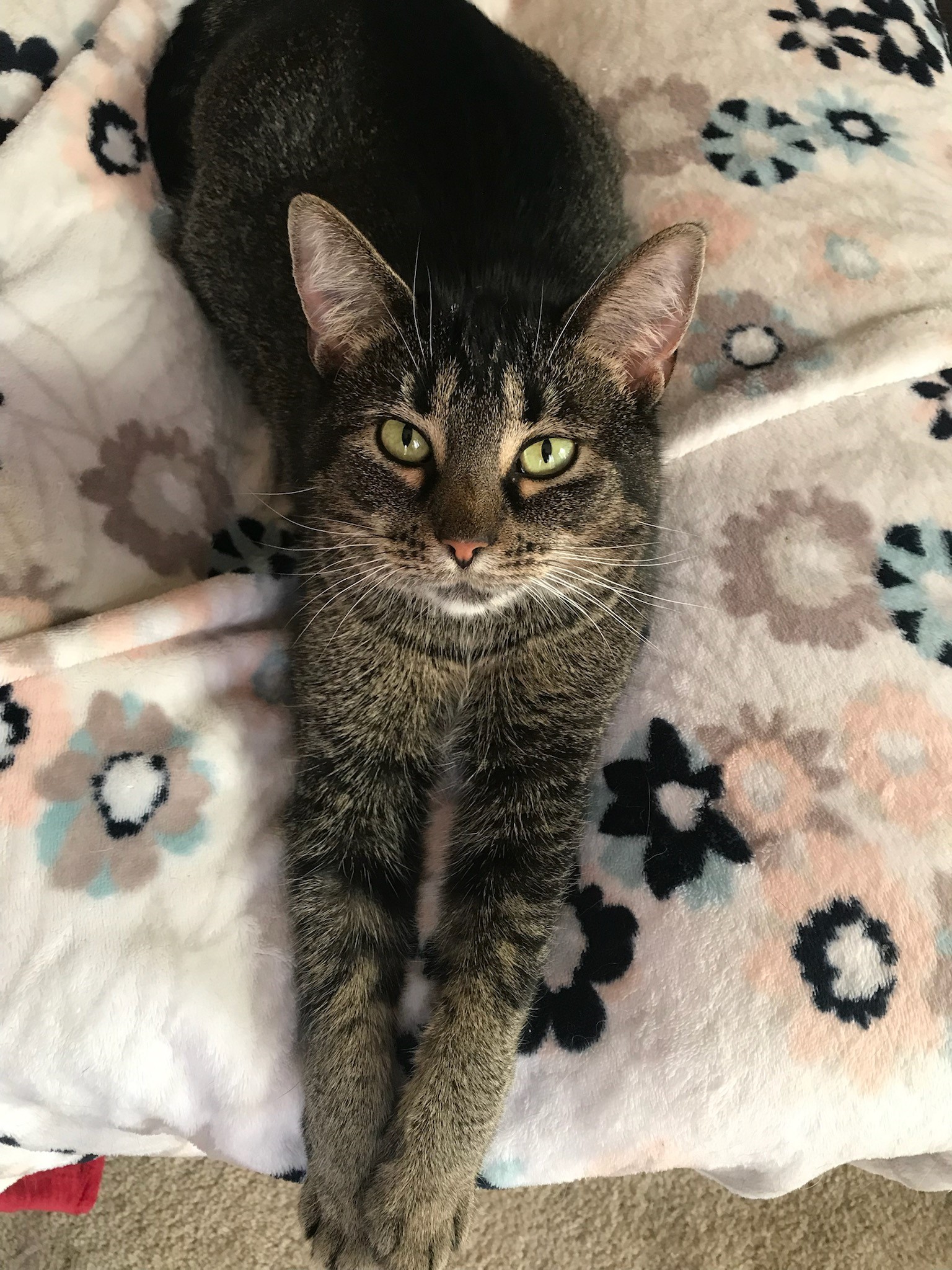 VUMC Spotlight: Meet Our Pets of the Day, Tiger and Leo!