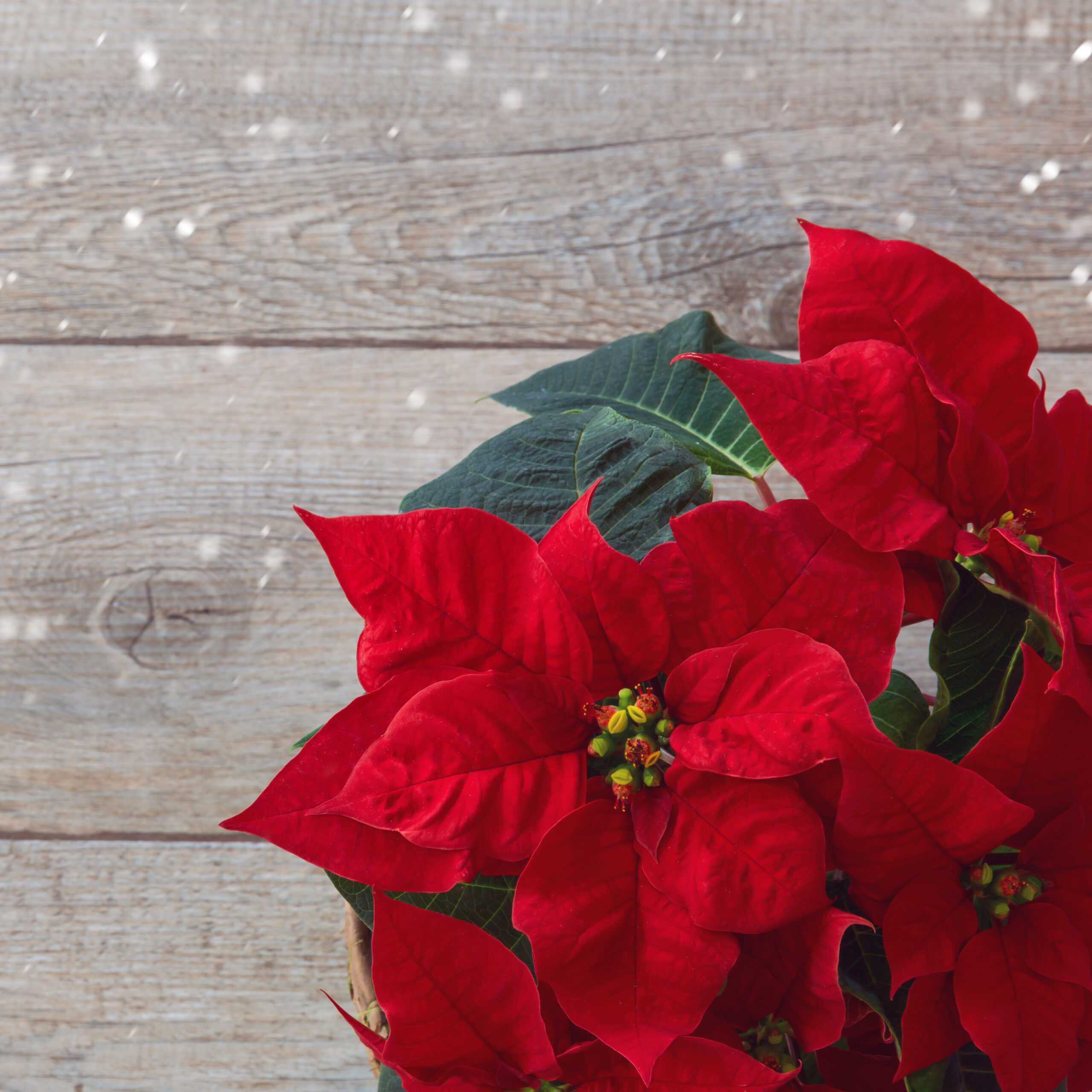 Vumc Holiday Calendar 51 - jt6mrya