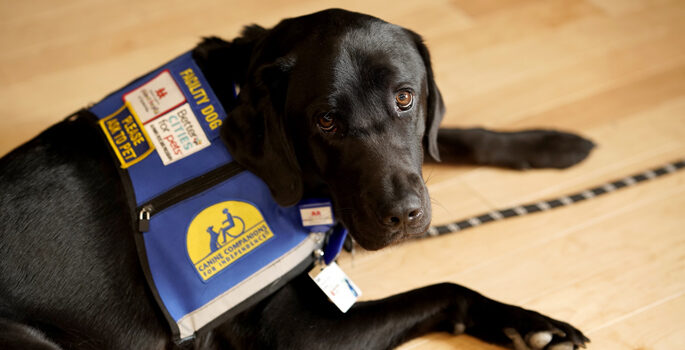 Squid the facility dog comes the Children's Hospital following an extensive two-year training regime.