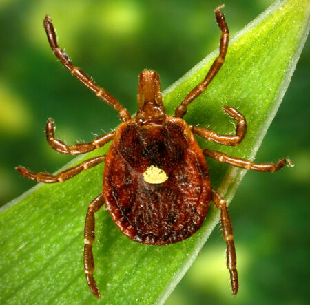 (courtesy of the CDC)