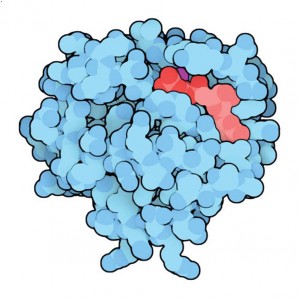 148-RasProtein_5p21