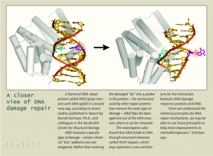 DNA repair enzyme