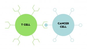 TCell graphic