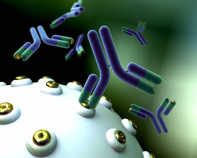 B0007277 Monoclonal antibodies