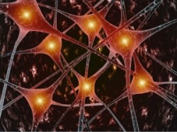 neurons Neurons