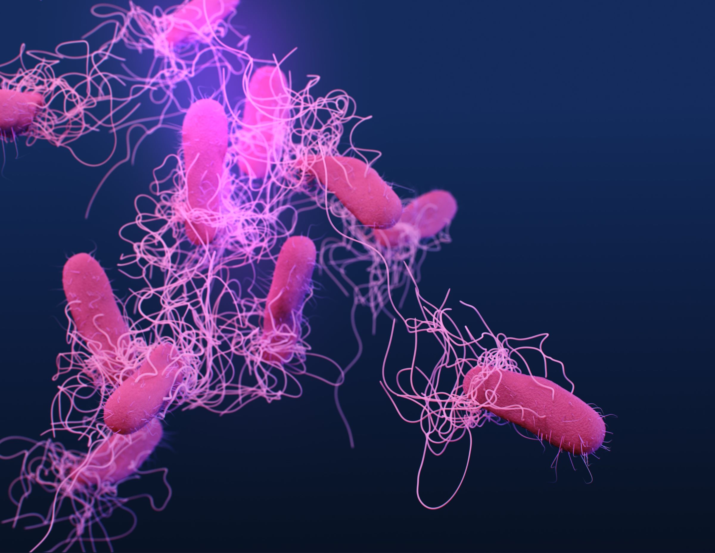 Salmonella Bacteria Raw Pet Food Trend Risks E coli And Salmonella In
